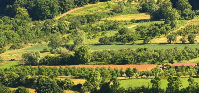 Zadrzewienia śródpolne
