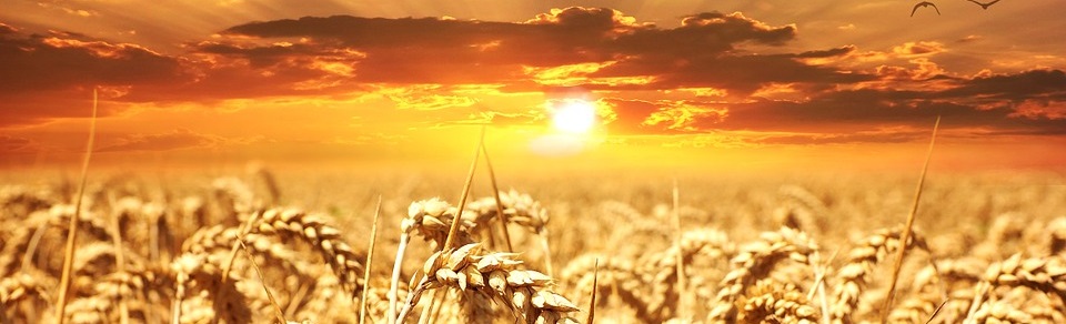 wheat-field-640960_960_720