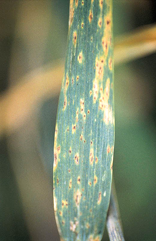 brunatna plamistość na liściach zbóż