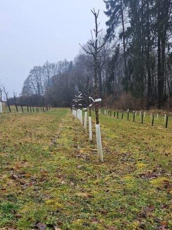 Młody sad w Centrum Informacji o Owocach, dzielnica Forchheim, Szwajcaria Frankońska, Niemcy