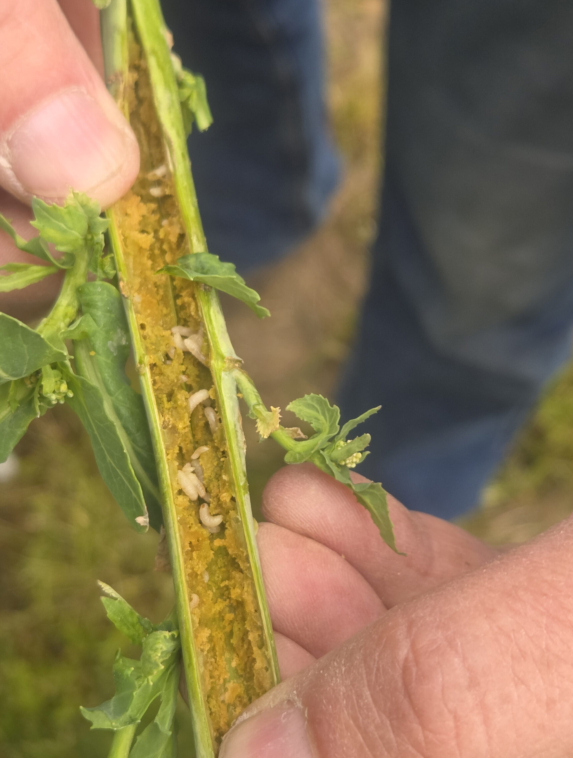 Szkolenie dla pracowników KPODR w Minikowie w zakresie monitoringu agrofagów