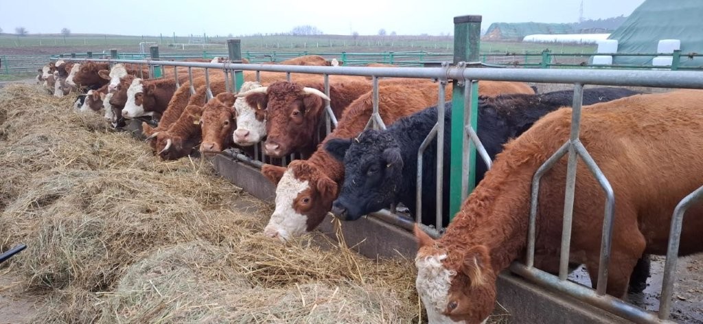 Wizyta w gospodarstwie ekologicznym Państwa Zdziarskich (4)