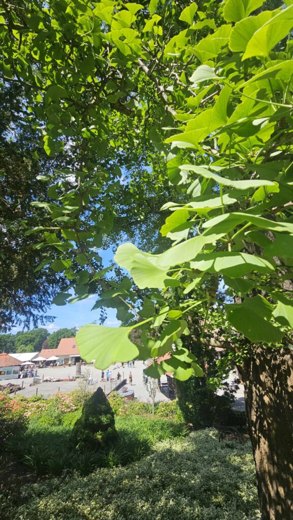 Arboretum Wojsławice (2)