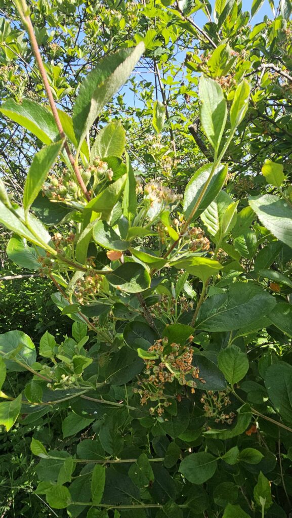 Aronia